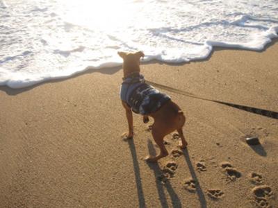 Cold day at the beach