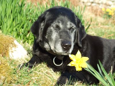 Buttons and a beautiful daffodil