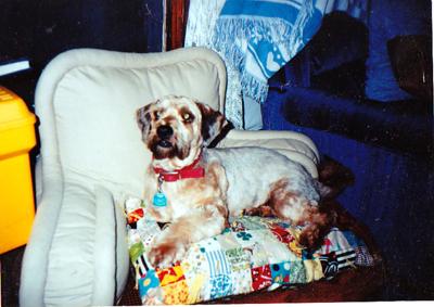 Wokka stumbled into our lives on Labor Day with a heavily matted coat and never left, until he passed away...