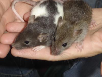 Hershey and Biscuit, as babies: First day home