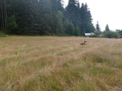 Porter flying in the field