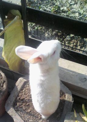 Baby Bunny - 01.03.2007-15.02.2012