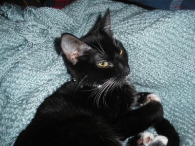 Silver on her favorite blanket